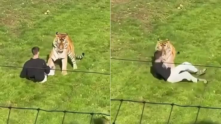 Muere un hombre tras entrar al recinto de un tigre en un parque de Inglaterra