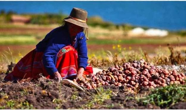 Actividad agropecuaria de Cusco supera los S/2 mil millones y enfrenta pérdidas por eventos climáticos